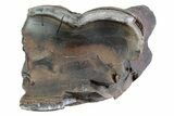 Fossil Woolly Rhino (Coelodonta) Tooth - Siberia #370959-2
